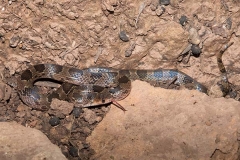 Blotched Hooknose Snake 009