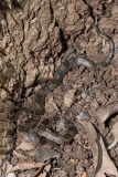 Blotched Hooknose Snake 011