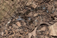 Blotched Hooknose Snake 012