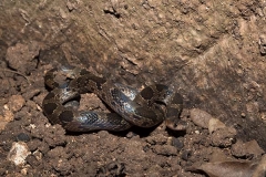 Blotched Hooknose Snake 020