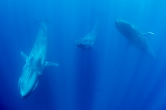 Pygmy Blue Whale 041