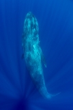 Pygmy Blue Whale 063