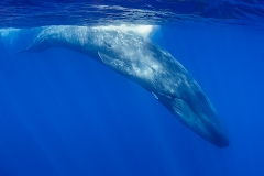 Pygmy Blue Whale 088