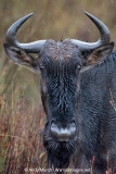 Blue Wildebeest 001