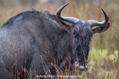 Blue Wildebeest 003