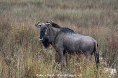 Blue Wildebeest 006