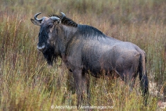 Blue Wildebeest 007