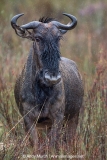 Blue Wildebeest 010