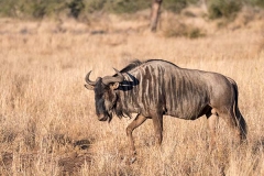 Blue Wildebeest 022