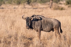 Blue Wildebeest 024