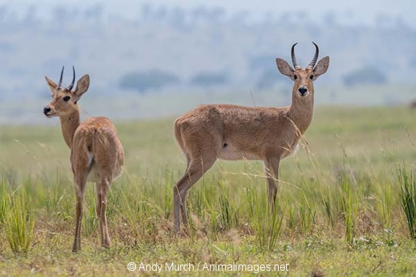 Bohor Reedbuck 007