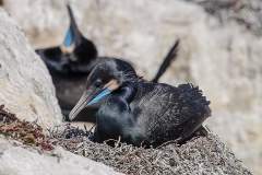 Brandt's Cormorant 003