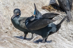Brandt's Cormorant 008