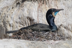 Brandt's Cormorant 013