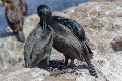 Brandt's Cormorant 015