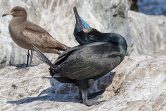 Brandt's Cormorant 018