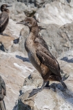 Brandt's Cormorant 021