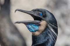 Brandt's Cormorant 026