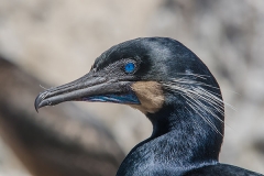 Brandt's Cormorant 027