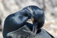 Brandt's Cormorant 029