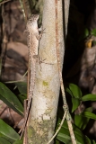 Brown Anole 035
