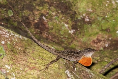 Brown Anole 037