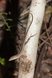 Brown Anole 039