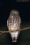 Brown Hawk Owl 002
