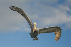 Brown Pelican 001