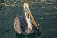 Brown Pelican 007