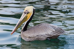 Brown Pelican 017
