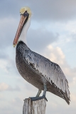 Brown Pelican 020