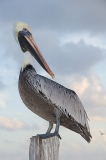 Brown Pelican 025