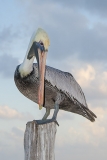 Brown Pelican 029