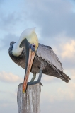 Brown Pelican 030