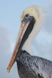 Brown Pelican 051