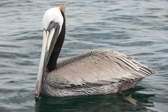 Brown Pelican 061