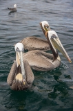 Brown Pelican 067