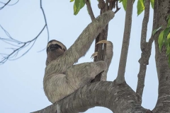 Brown-throated Three-toed Sloth 001