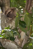 Brown-throated Three-toed Sloth 006