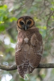 Brown Wood Owl 003
