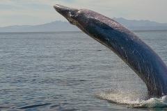 Brydes Whale 001