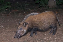 Bushpig 001