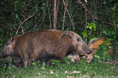 Bushpig 003