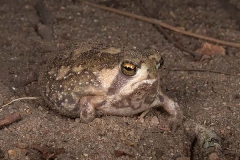 Bushveld Rain Frog 001