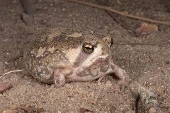 Bushveld Rain Frog 002