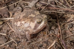 Bushveld Rain Frog 004