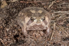 Bushveld Rain Frog 006