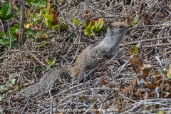 California Ground Squirrel 002