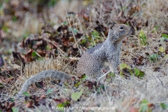 California Ground Squirrel 011